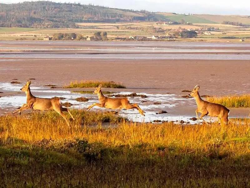 Lindisfarne National Nature Reserve